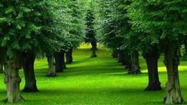 When I Am Among the Trees