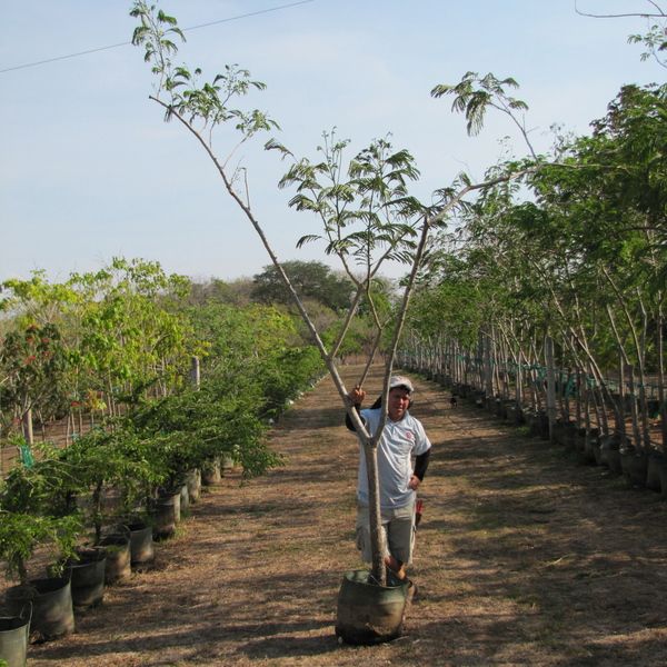 Guanacaste for Sale  now   $30