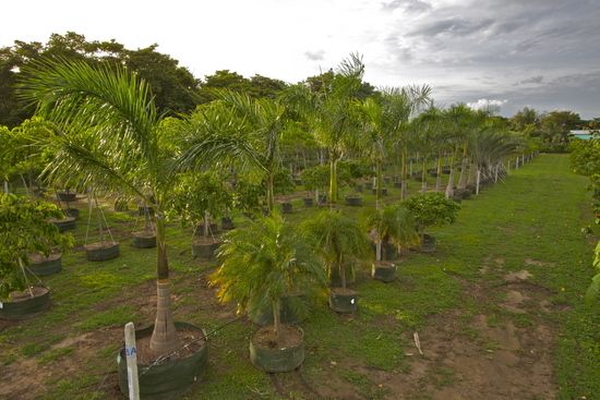 Palm Trees at Cocobolo Tree Farm