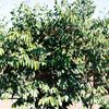 Star apple
