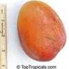 Mango "Irwin"