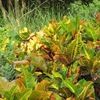 Croton
