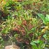 Croton
