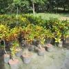 Croton