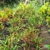 Croton