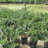 Green Island Ficus
