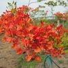 Flamboyant Flower