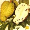 Soursop, Prickly custard apple