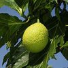 Breadfruit