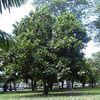 Breadfruit
