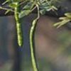 Rain Tree, cow tamarind