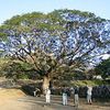 Rain Tree, cow tamarind