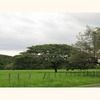Rain Tree, cow tamarind