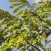 Rain Tree, cow tamarind