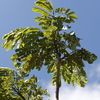 Rain Tree, cow tamarind