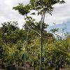 Rain Tree, cow tamarind