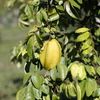 Carambola Dulce - Fruit 