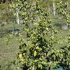 Carambola Dulce  Field 