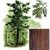 Cocobolo Tree 