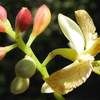 Tamarind Bud and Flower 