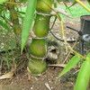 Bulging Stalk 