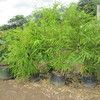 stock in pots 