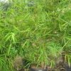 Budda Belly Bamboo