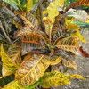Croton