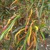 Croton