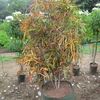 Croton