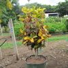 Croton 