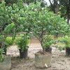 Ruber vine