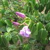 Ruber vine