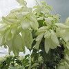White Flower 