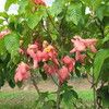 Pink Flower
