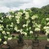 White Flower 