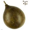Calabash tree