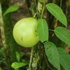 Calabash tree