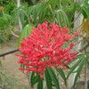Spicy Jatropha, Peregina
