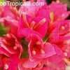 pink flowers
