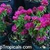 fuschia flowers 