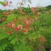 Red Bird of Paradise