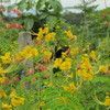 Yellow flower Malinchillo 