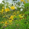Yellow flower Malinchillo 