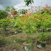 Malinchillo in Pot, Red  Bird of Paradis 