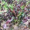 Croton