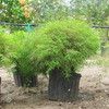 Dwarf  Chinese Bamboo, Minature or Baby Bamboo