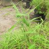 foliage of Miniature Bamboo 