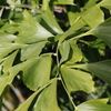 Fish Tail Palm 