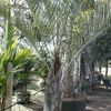 Triangle palm